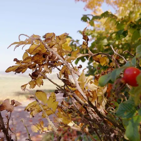 Atelier Grünfink Apartment